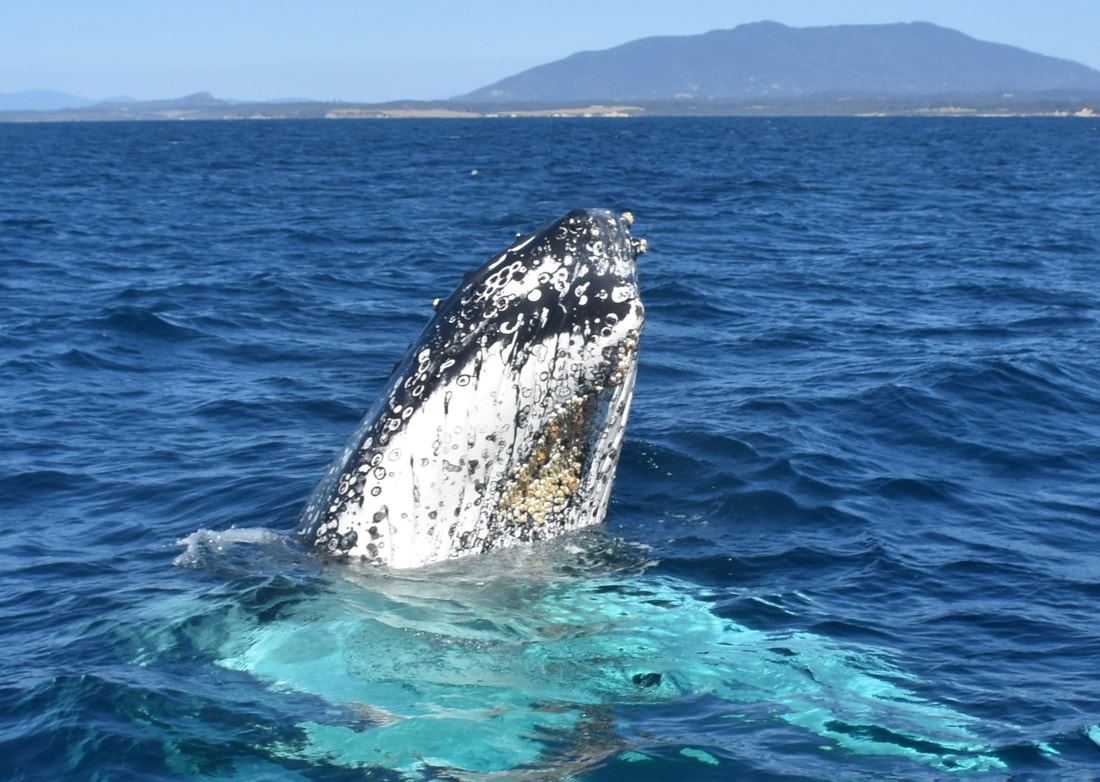 Whale Watching Narooma Seal Swim Australia