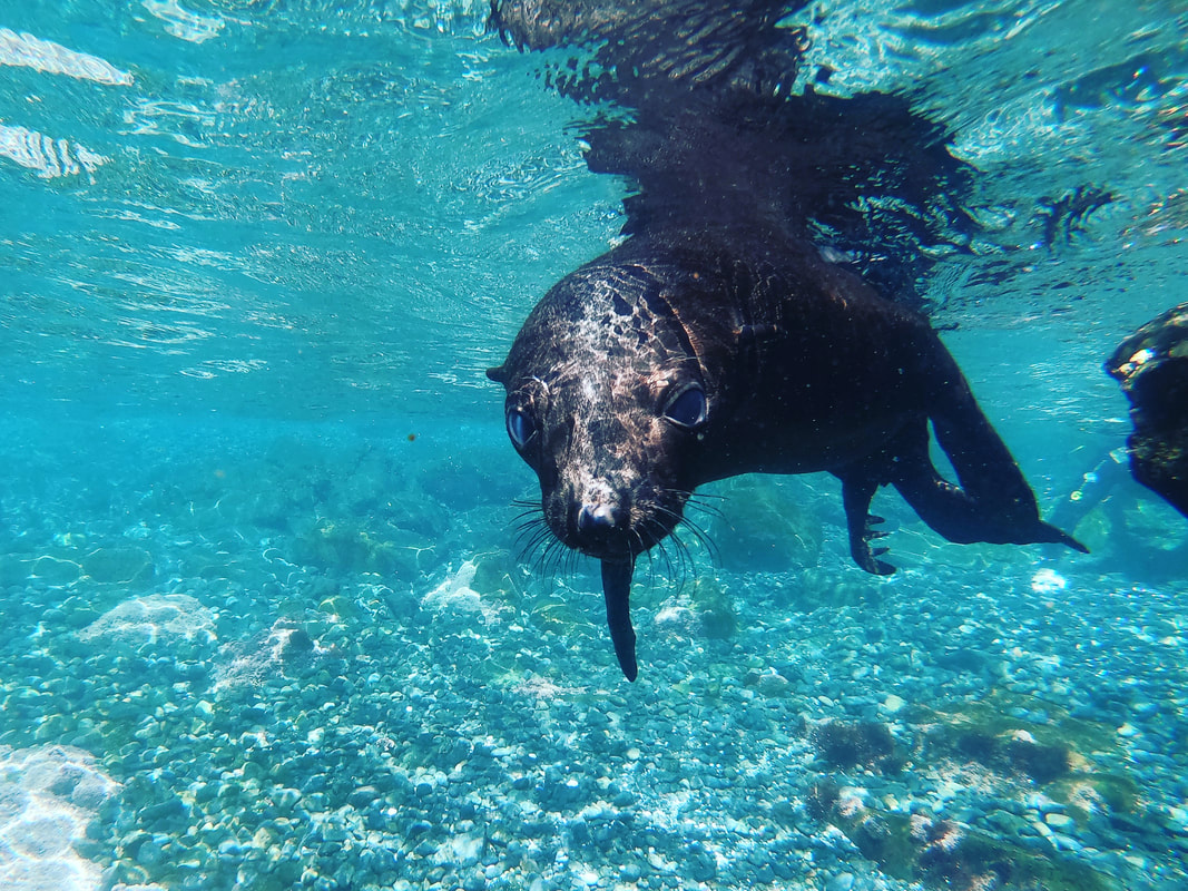 Looking for the most fun day ever with Seal Swim Australia Swim Snorkel and dive with Seals Montague Island