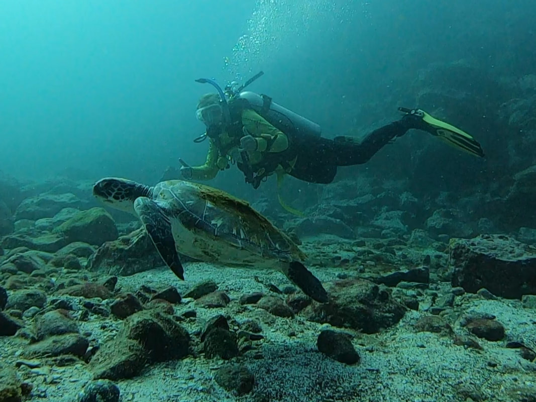 PADI Scuba Diving Narooma Scuba Dive with Seals Montague Island Seals Swim australia