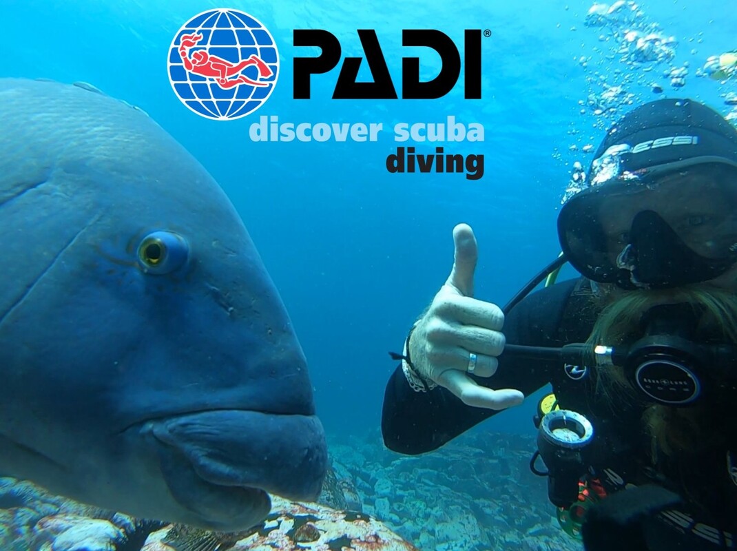 Try Scuba Diving with Seals Discover Scuba Diving Seal Swim Australia