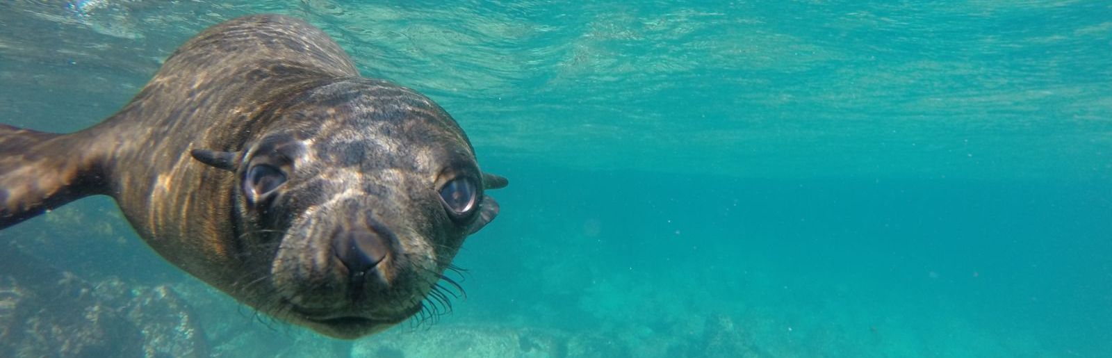 Montague Island Snorkelling with Seals Tours